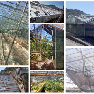 Ventimiglia: gravi danni della grandinata anche alle serre della Spes, attività sospese e raccolto compromesso (Foto) Ventimiglia: gravi danni della grandinata anche alle serre della Spes, attività sospese e raccolto compromesso (Foto)