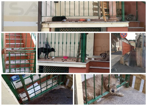 Sanremo: in via Mercede 3 cani costretti a vivere in mezzo a escrementi ed urina, la protesta dei residenti (Foto e Video)
