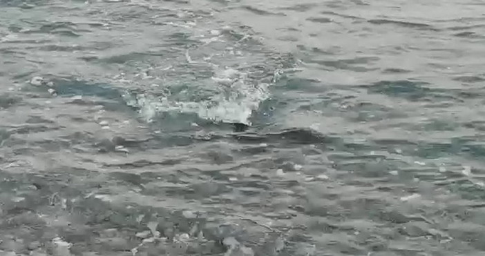 Bordighera: un cucciolo di delfino 'Stenella striata' perde la madre e si avvicina alla costa (Foto e Video) Bordighera: un cucciolo di delfino 'Stenella striata' perde la madre e si avvicina alla costa (Foto e Video)
