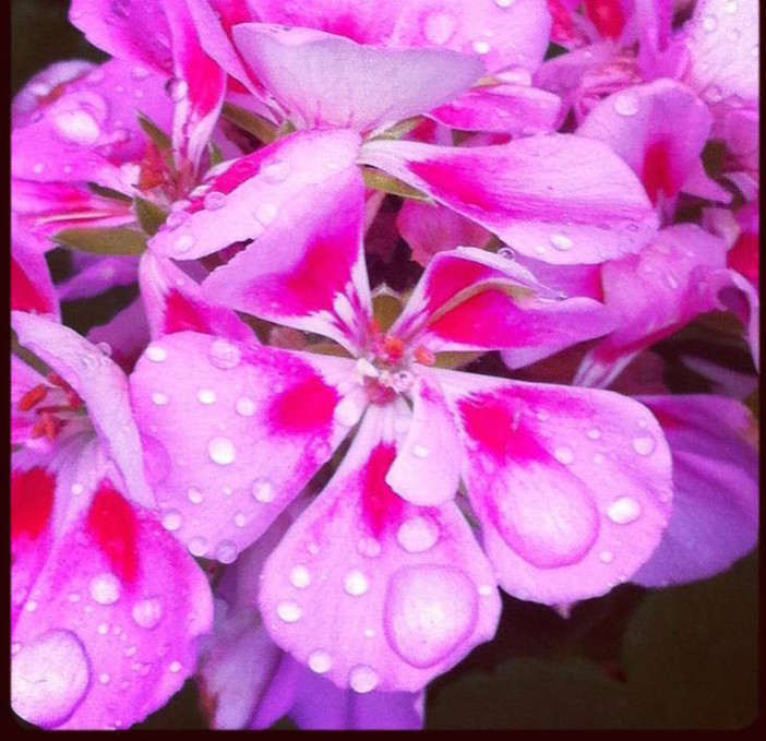 Il concorso fotografico promosso da R&amp;B Agricoltura, "Fiori, emozione e fantasia" nomina un podio provvisorio
