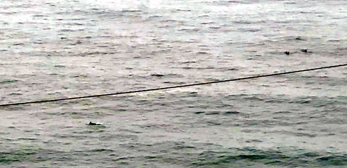 Sanremo: delfini nello specchio acqueo tra Capo Pino e Capo Nero, le immagini girate da una nostra lettrice (Video)