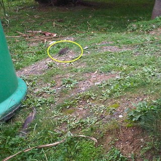 Anche i topi vanno a scuola: enormi ratti nel giardino delle elementari a Roverino, genitori indignati “Denunceremo situazione al Corpo Forestale”