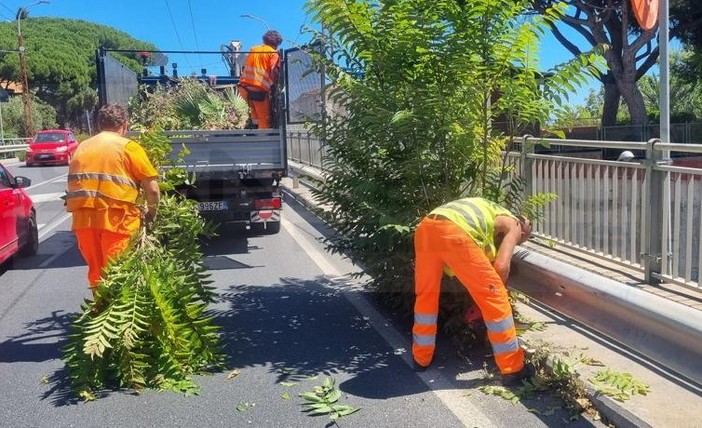 Sanremo: arbusti precludevano la visibilità sull'Aurelia a Bussana, intervento dell'Anas (Foto)