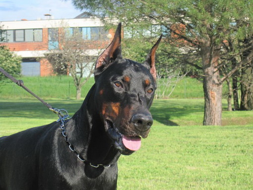 Sanremo: area attrezzata per i cani, interviene il proprietario del Dobermann Ares