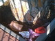 Sanremo: deiezioni canine lasciate vicino agli alberi per la mancanza di cestini dove buttarle