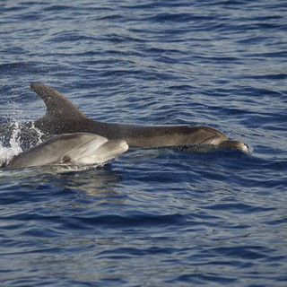 Regione Liguria: è stato approvato l’ordine del giorno del Movimento 5 Stelle a tutela del ‘Santuario dei Cetacei’