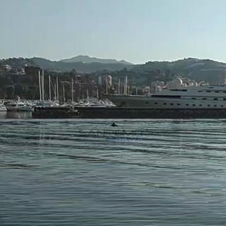Il delfino nel porto di Sanremo