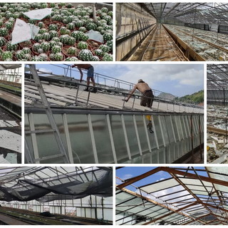 Ventimiglia: nelle aziende colpite dalla grandinata dell'altra notte "E' un disastro, ci serve aiuto" (Foto e Video)