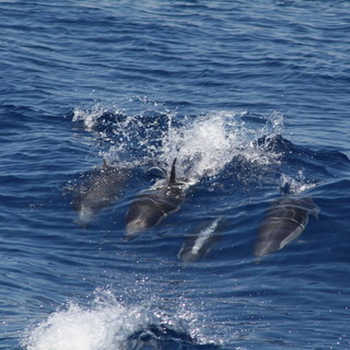 Diano Marina: i delfini a poche miglia al largo dal golfo, il video di un lettore