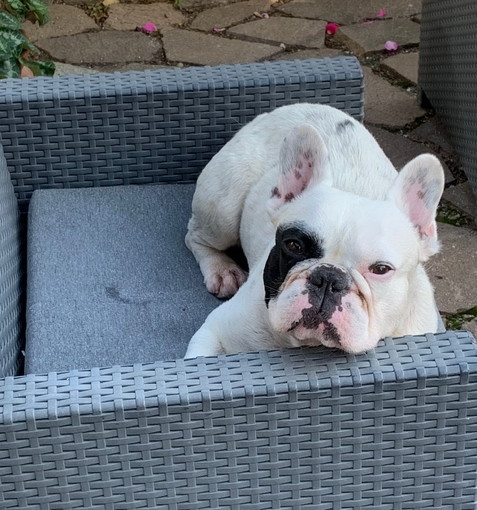 Sanremo: Draco, quando gli animali fanno parte delle famiglie. Un ringraziamento alla clinica veterinaria del dottor Leva Sanremo: Draco, quando gli animali fanno parte delle famiglie. Un ringraziamento alla clinica veterinaria del dottor Leva