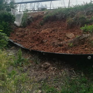 Cinghiali: Cia Liguria chiede alla Regione una campagna straordinaria di battute di selezione e autorizzazione a gabbie di cattura