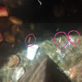 Sanremo: degrado e pile corrose al posto dei pesciolini rossi nella fontanella di via Corradi (Foto) Sanremo: degrado e pile corrose al posto dei pesciolini rossi nella fontanella di via Corradi (Foto)