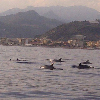 Le foto di delfini e stenelle di fronte a Bordighera: sono stata scattate da Alessandra Grassi Le foto di delfini e stenelle di fronte a Bordighera: sono stata scattate da Alessandra Grassi