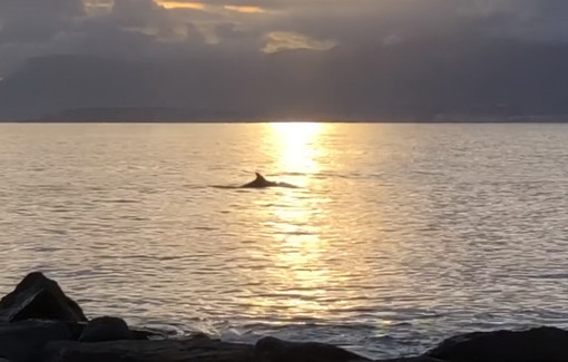 Ventimiglia: il breve filmato di un delfino davanti al molo, lo spettacolo a pochi metri dalla riva (Video)