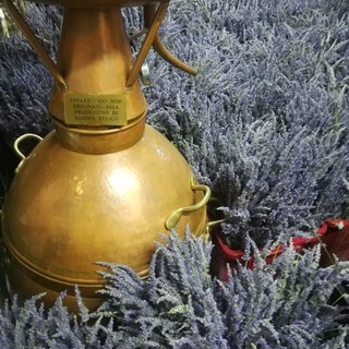 Le aziende della Lavanda della Riviera dei Fiori promuovono le distillazioni nelle aie e nelle piazze del territorio Le aziende della Lavanda della Riviera dei Fiori promuovono le distillazioni nelle aie e nelle piazze del territorio