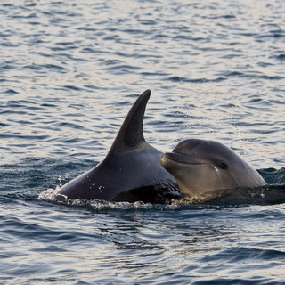 A San Lorenzo al Mare si scopre il Santuario dei Cetacei A San Lorenzo al Mare si scopre il Santuario dei Cetacei