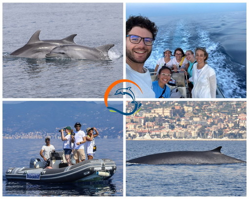 Un anno record di avvistamenti e il mar Ligure si riconferma la culla dei cetacei