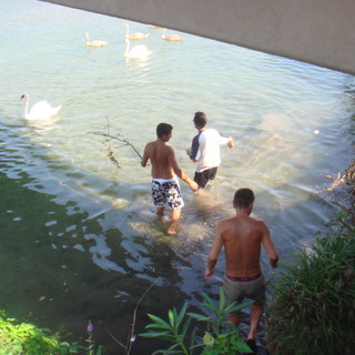Ventimiglia: passante salva cigno che abbocca 7 ami, ma è polemica per il ritardo dei soccorsi