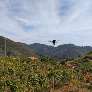 Viticoltura ligure, a Ceriana i test del progetto DROLig: droni in campo per trattamenti più sicuri e precisi Viticoltura ligure, a Ceriana i test del progetto DROLig: droni in campo per trattamenti più sicuri e precisi