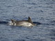 Sanremo: nuovo avvistamento di 'Pelagos', ecco gli splendidi delfini nuotare a pochi metri da Portosole