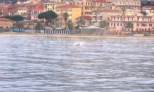 Sanremo: lo spettacolo dei delfini all'interno del porto vecchio della città dei fiori