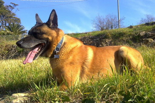 Imperia: smarrito Didier pastore belga l'appello dei proprietari per avere notizie