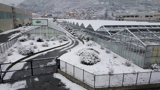 Confagricoltura Liguria incontra il governatore Toti: primi per gelo e neve, richiesto lo stato di calamità naturale Confagricoltura Liguria incontra il governatore Toti: primi per gelo e neve, richiesto lo stato di calamità naturale