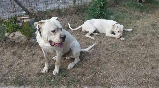 Dolcedo: sono scappati oggi pomeriggio due Dogo Argentino, l'appello dei proprietari