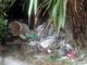 Bordighera: degrado e rifiuti tra la vegetazione in Arziglia, la denuncia del Consigliere Ramoino (Foto) Bordighera: degrado e rifiuti tra la vegetazione in Arziglia, la denuncia del Consigliere Ramoino (Foto)