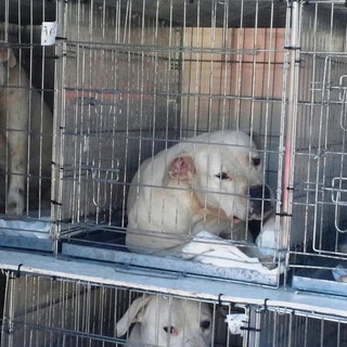 Cercano casa 30 esemplari di Dogo Argentino sequestrati in un allevamento abusivo Cercano casa 30 esemplari di Dogo Argentino sequestrati in un allevamento abusivo