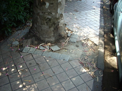 Ventimiglia: segnalazione di degrado da parte di Sergio Scibilia (PD)