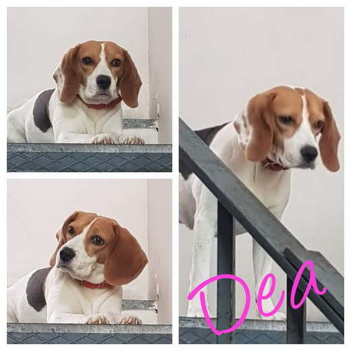 Sanremo: Dea bellissima beagle cerca una nuova famiglia