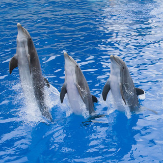 Marineland, un parco marino dove imparare, scoprire e divertirsi in Costa Azzurra