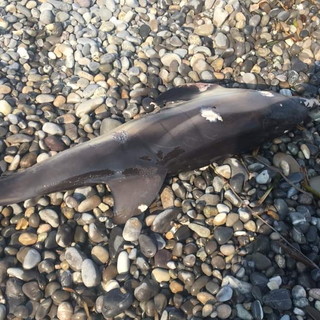 Bordighera: delfino spiaggiato sul litorale, quasi sicuramente è quello che nuotava l'altra sera sotto costa (Foto)