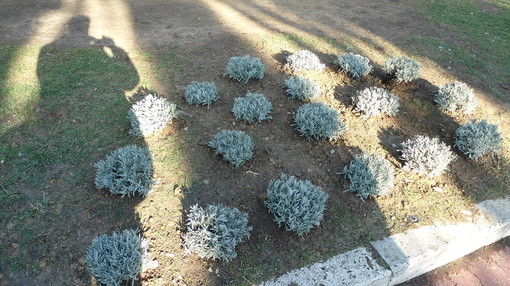 Imperia: venti piante di lavanda donate all'Amministrazione Comunale del capoluogo Imperia: venti piante di lavanda donate all'Amministrazione Comunale del capoluogo