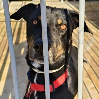 Sanremo: il simpatico e vispo Dusty è alla ricerca di una famiglia per fare e avere tante coccole