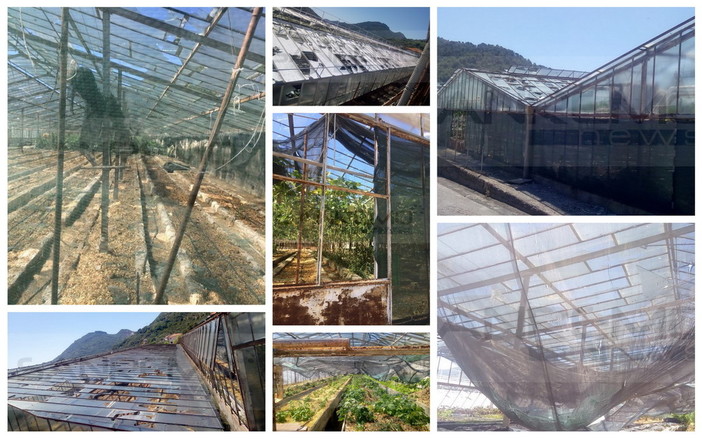 Ventimiglia: gravi danni della grandinata anche alle serre della Spes, attività sospese e raccolto compromesso (Foto) Ventimiglia: gravi danni della grandinata anche alle serre della Spes, attività sospese e raccolto compromesso (Foto)
