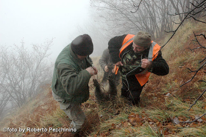 Imperia: caccia al cinghiale, interviene Giovanni Bonifazio