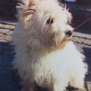 Bordighera: da mercoledì si è smarrito il piccolo cagnolino Diky, l'appello dei proprietari