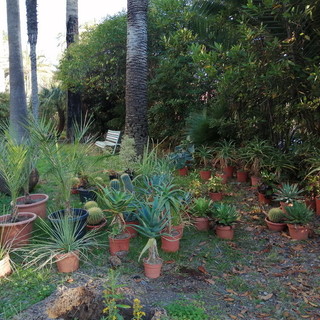 Bordighera: l'associazione 'gazeBò' dona trenta piante grasse per il giardino di Villa Etelinda Bordighera: l'associazione 'gazeBò' dona trenta piante grasse per il giardino di Villa Etelinda