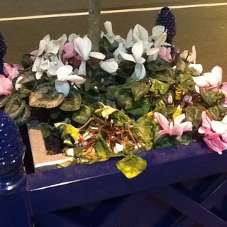 Sanremo: piantine morte nelle nuove fioriere di via Roma, la denuncia e le foto di un lettore