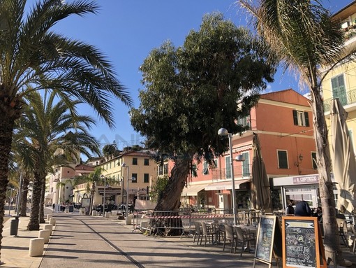 Arma di Taggia: eucaliptus centenario a rischio crollo, la perizia "Doveva essere abbattuto 10 anni fa" Arma di Taggia: eucaliptus centenario a rischio crollo, la perizia "Doveva essere abbattuto 10 anni fa"