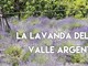 Valle Argentina: domenica prossima escursione alla ricerca della Lavanda con 'Monesi Young'
