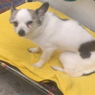 Sanremo: nel gennaio scorso smarrita la cagnolina Edra, i suoi proprietari rinnovano la loro richiesta di aiuto per trovarla