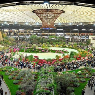 Euroflora 2018: la Liguria in vetrina nei parchi di Nervi con 40mila piante, tra ulivi secolari di taggiasca, ranuncoli, orchidee, aromatiche e anche una serra di basilico