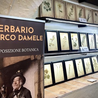 L'Erbario di Marco Damele: un patrimonio culturale di conoscenza sulla flora spontanea del Ponente Ligure L'Erbario di Marco Damele: un patrimonio culturale di conoscenza sulla flora spontanea del Ponente Ligure