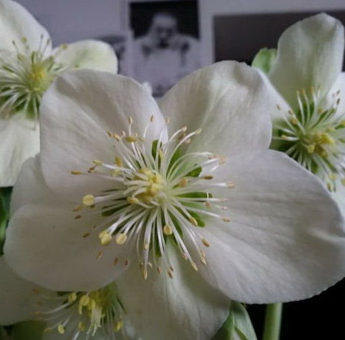 Il simbolo della lotta alla violenza sulle donne è l'Elleboro dell'Istituto Regionale per la Floricoltura Il simbolo della lotta alla violenza sulle donne è l'Elleboro dell'Istituto Regionale per la Floricoltura
