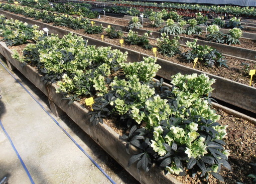 Sanremo: con l'Istituto Regionale per la Floricoltura nuova varietà di ‘elleboro’ sul palco dell'Ariston Sanremo: con l'Istituto Regionale per la Floricoltura nuova varietà di ‘elleboro’ sul palco dell'Ariston