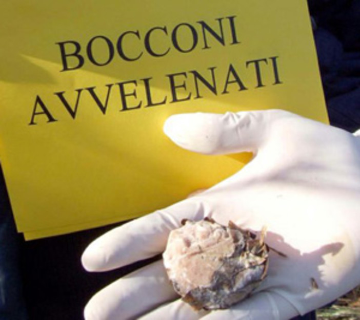 Ventimiglia: bocconi avvelenati in zona Mortola superiore, la segnalazione di un lettore