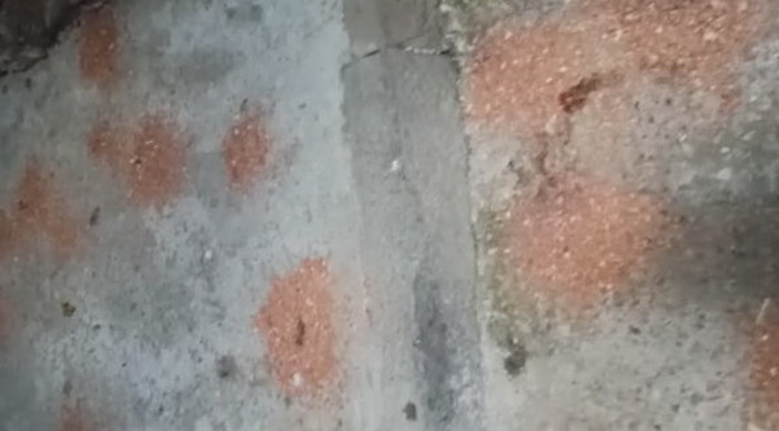 Badalucco: protestano i residenti di via Vezzargo, troppi escrementi da una colonia felina "Rischio igienico-sanitario" (Video) Badalucco: protestano i residenti di via Vezzargo, troppi escrementi da una colonia felina "Rischio igienico-sanitario" (Video)